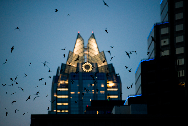 10 Astounding Facts About The Legendary Bats Of Austin