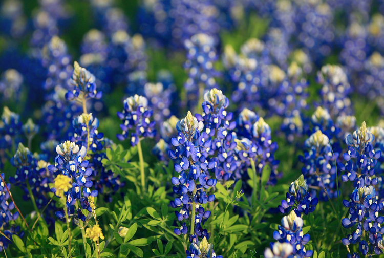 10 Reasons Why Austinites Love Spring In The City